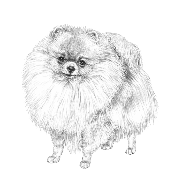 Avatar Pomeranian